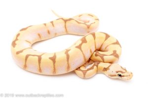 Banana Spider ball python for sale