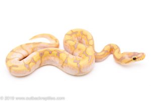 Banana spider ball python for sale