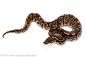 Black Pastel het Clown Ball Python for Sale