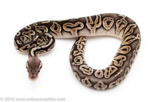 Black Pastel Pewter het Clown Ball Python for Sale