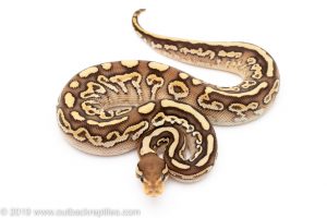 Black Pastel Lesser het Clown Ball Python for Sale