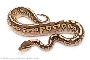 Black Pastel lesser het Clown Ball Python for Sale