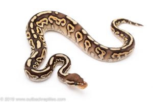 Black Pastel lesser het clown ball python for sale