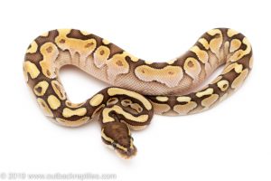 Butter ball python for sale