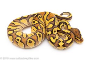 Butter Orange Dream Yellowbelly ball python for sale