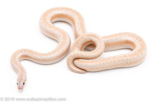 Carlson Snow Rosy Boa