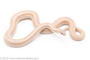 Carlson Snow Rosy Boa