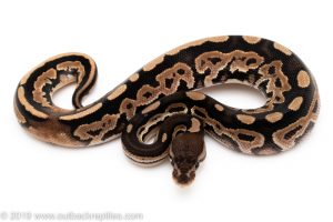 Cinnamon het pied ball python for sale