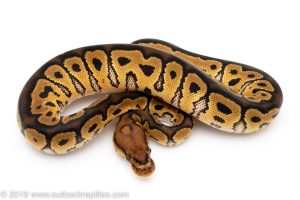 Clown ball python for sale