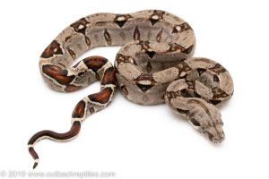 Colombian Redtail Boa constrictor