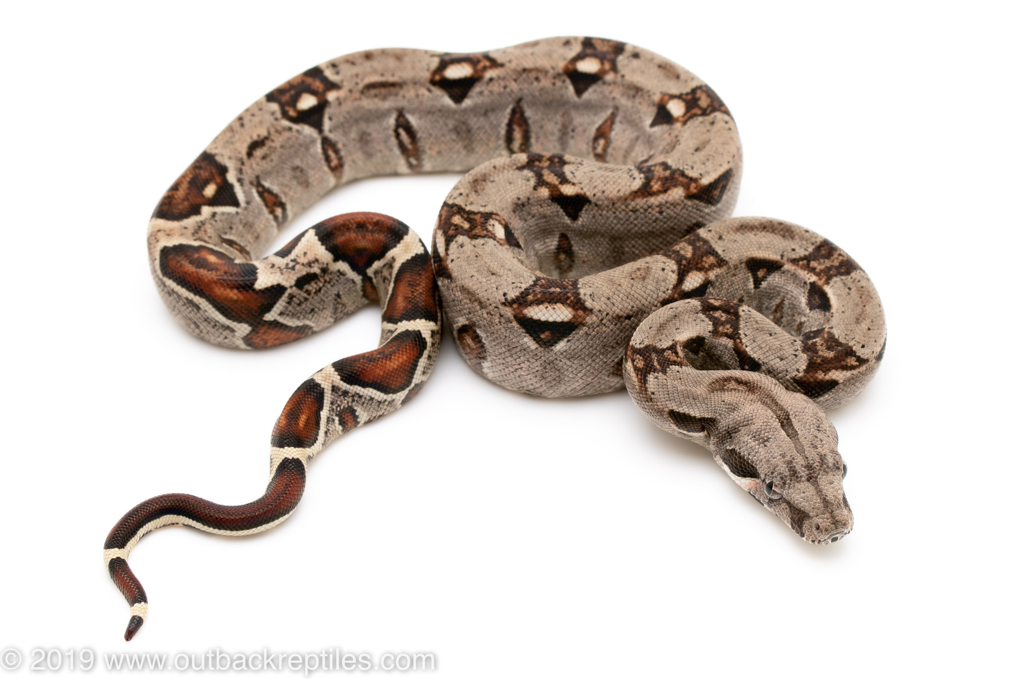 Colombian Redtail Boa For Sale Outback Reptiles,Cats In Heat Meaning