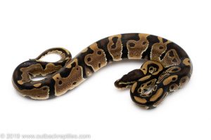 Het Lightning Pied Ball Python for Sale