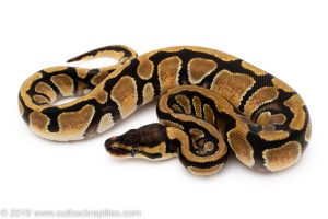 Enchi het Desert Ghost ball python for sale