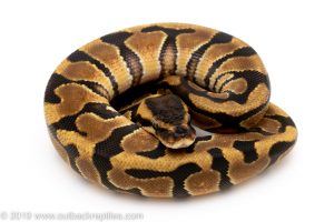 Enchi het Desert Ghost ball python for sale