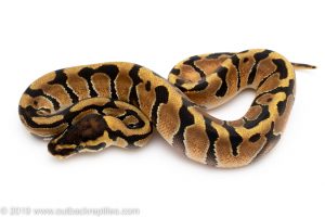 Enchi ball python for sale