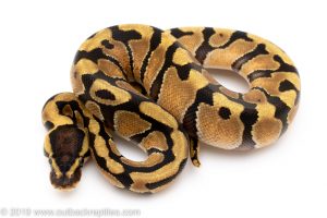 Enchi ball python for sale