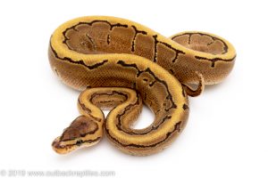 Fire Pinstripe ball python for sale