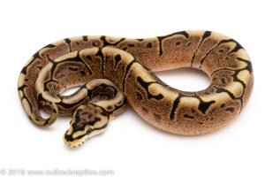 GHI SPider ball python for sale