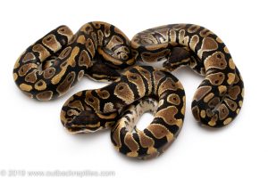 Het Desert Ghost ball python for sale