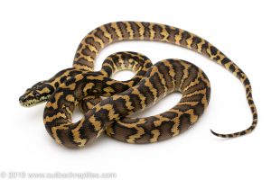 Irian Jaya Carpet Python