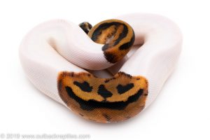 Jack O Lantern Pied ball python for sale