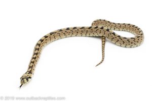 Ladder ratsnake