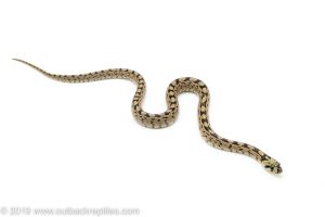 Ladder ratsnake