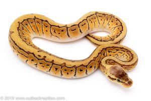 Lemon Blast ball python for sale