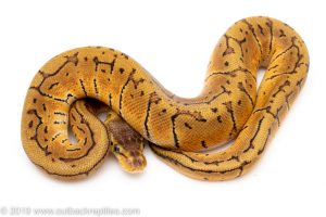 Lemon Blast ball python for sale