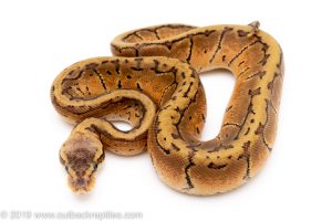 Lemon Blast ball python for sale