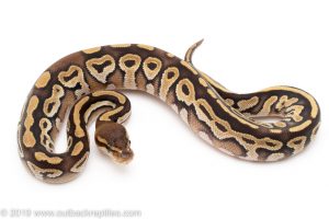 Mojave Yellowbelly ball python for sale