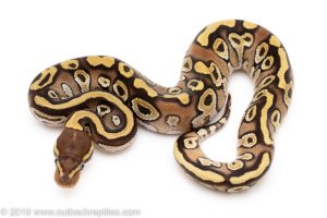 Mojave het Pied Ball Python for Sale