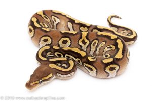 Mojave het pied Ball Python for Sale