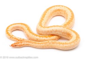 Monostripe limburg albino rosy boa