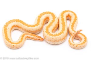 Monostripe Limburg Albino rosy boa