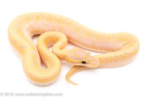 Banana orange Dream Pinstripe ball python for sale