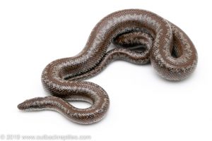 Otay Lake Rosy Boa