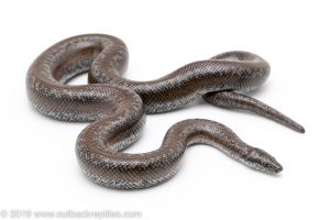 Otay Lake Rosy Boa