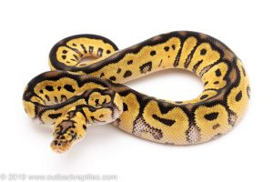Pastel Clown ball python for sale