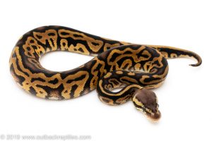Pastel Leopard ball python for sale