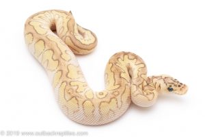 Pastel Lesser CLown Ball Python for Sale