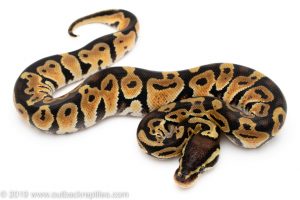 Pastel ball python for sale