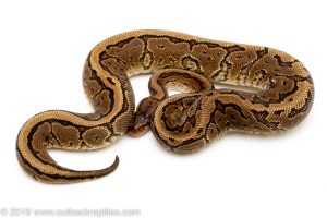Pinstripe yellowbelly ball python for sale