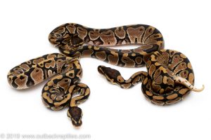 ball python for sale