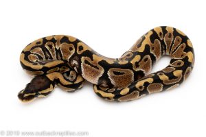 ball python for sale