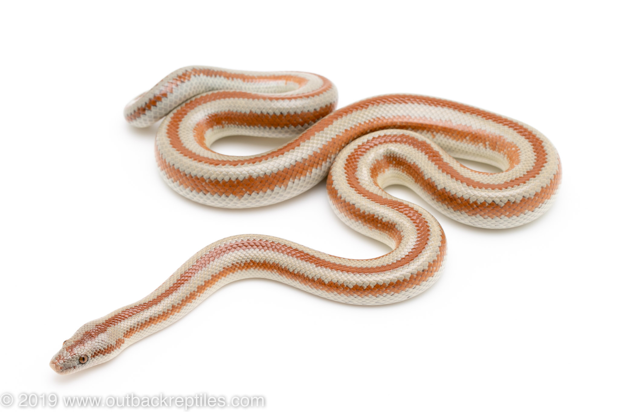Rosy Boa male Outback Reptiles