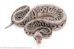 Silver Streak het Clown Ball Python for Sale