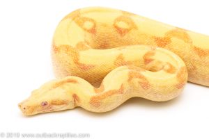 Sunglow Boa