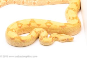 Sunglow Boa