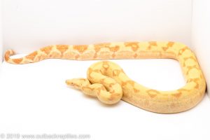 Sunglow Boa